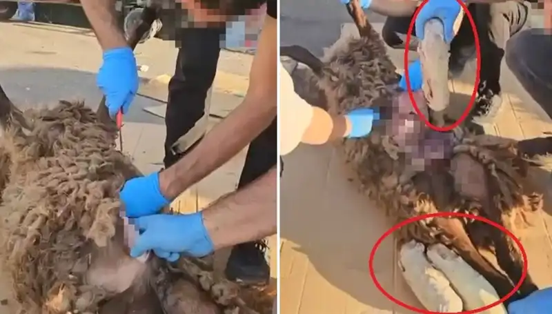 Zehir Tacirlerinin Son Oyunu: Ölü Koyunun Karnında Şok Edici Sır!