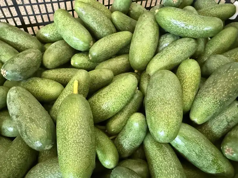 Antalya'nın Sıcak İkliminde Yetişen Ürünler, Rekolte Rekoru Kırmaya Hazırlanıyor