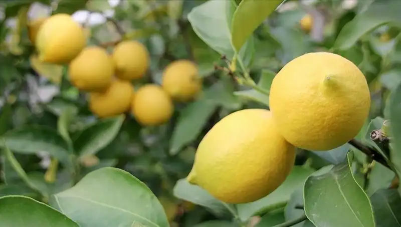 Limon Fiyatları Tavan Yaptı: Adet Fiyatı 24 Lirayı Geçti!