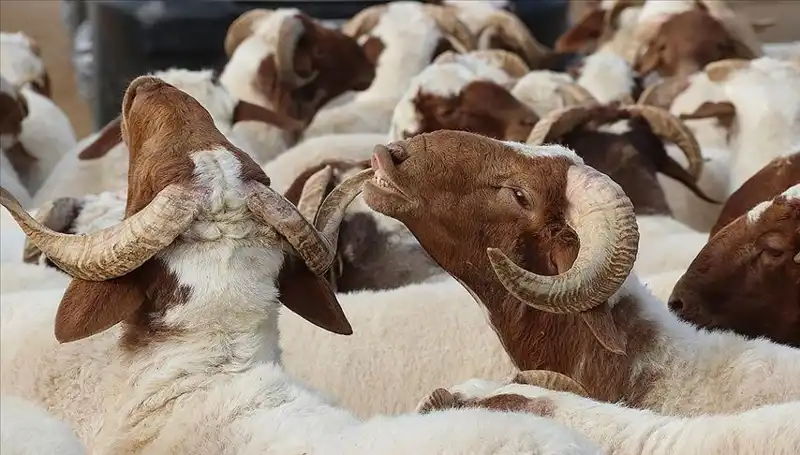 Akika Kurbanı Nedir? Kesimi, Yenmesi ve Dini Hükümleri Hakkında Her Şey