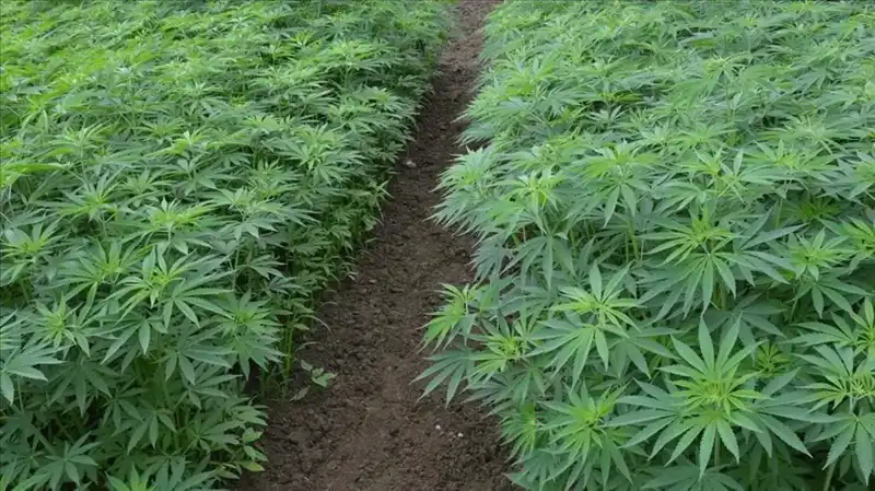 Kenevir Yetiştiriciliğinde Dev Adım: 21 İlde Üretime Onay Verildi!