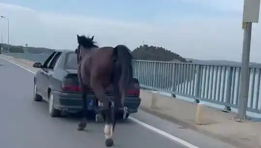 Adana'da Atların Hayat Kurtaran Eziyeti: Tutuklamaların Arkasındaki Gerçekler