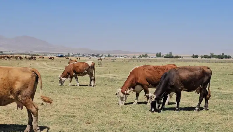 Arin Gölü Kurudu: Bölgedeki Su Krizi Tehlikesi Büyüyor