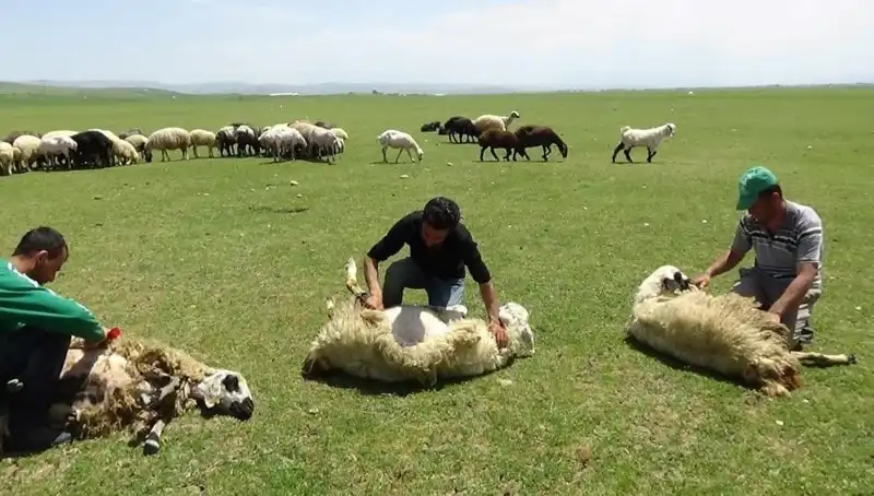 Yüksek Dağların Zirvesinde Koyun Kırkma Şenliği Başladı!