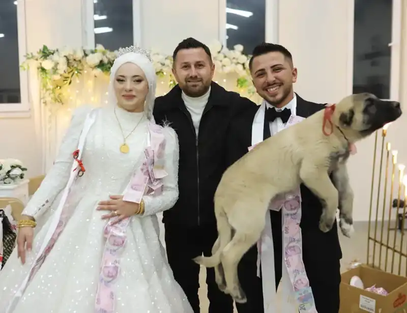 Düğünde Gelin ve Damat, Takı Yerine Çoban Köpeğiyle Şaşırttı!