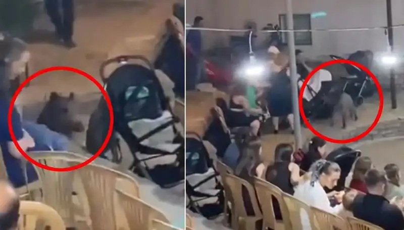 Yaban Domuzu Düğün Salonuna Girdi, Eğlenceyi Mahvetti