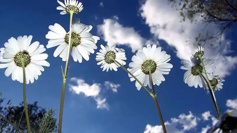 2026 Cemre Düşme Tarihleri: Doğanın Uyanışı Ne Zaman Gerçekleşecek?