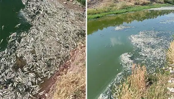 Karasu Çayı'ndaki Balık Ölümleri: Sebepler ve Çözüm Arayışları