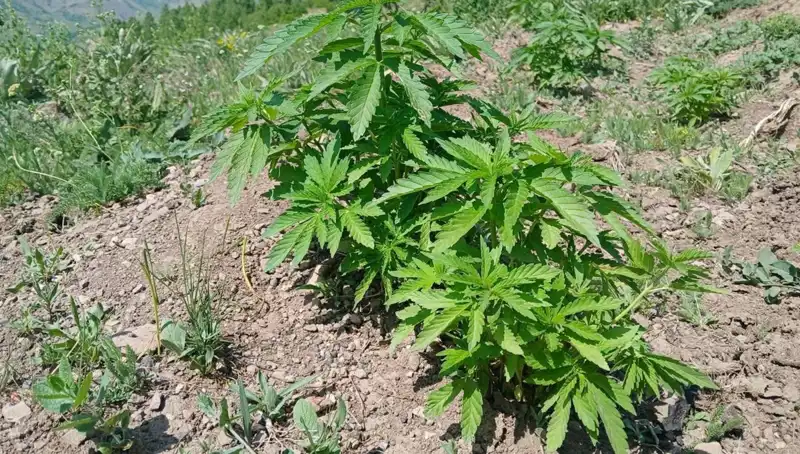 Bingöl’de Kenevir ve Kaçak Tütün Operasyonu: Yüzlerce Kilo Ele Geçirildi