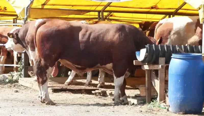 Kurban Pazarlarında 2023 Yılı İçin Hareketlilik: Fiyatlar ve Talepler Yükseliyor