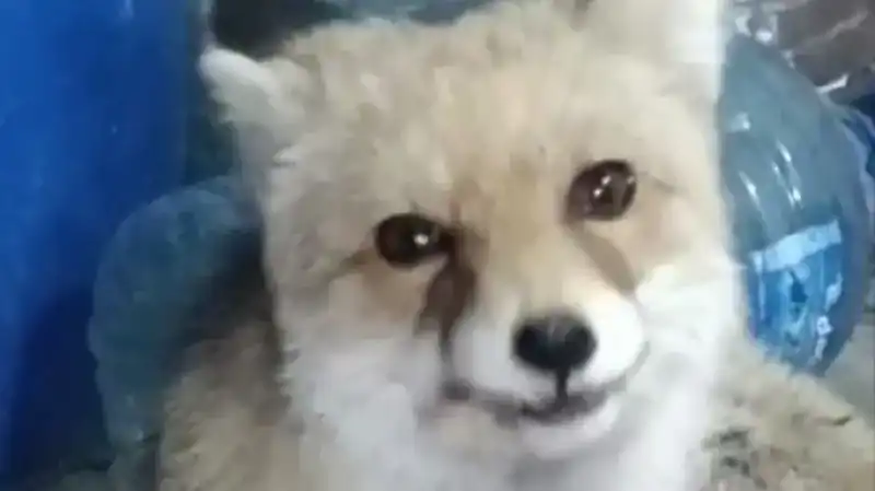 Bahçesine Giren Tilkilere Eliyle Yem Verdi, O Anlar Kamerada!