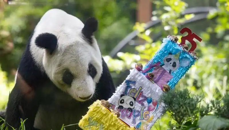 Dev Panda Xin Xin, 35'inci Yaşını Kutluyor: Panda Hayvanat Bahçesinde Coşku Var!
