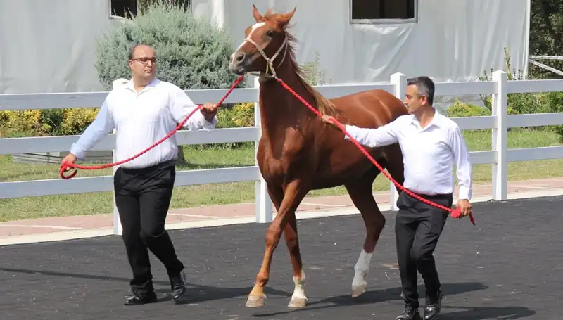 Duygu Dolup Taşacak: "Taşkın Kral" Rekorunu Kırdı!