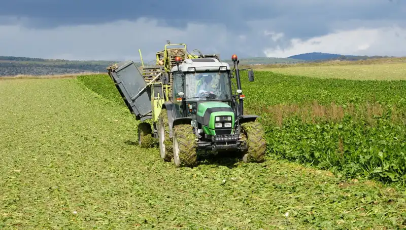 Kastamonu’da Pancar Mesaisi: Çiftçiler Hardal Gibi Çalışıyor!