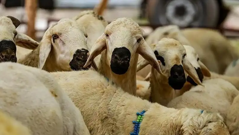 2025'te Kurban Bayramı: Kurban Kesmek Farz Mı? Cevaplar Burada!