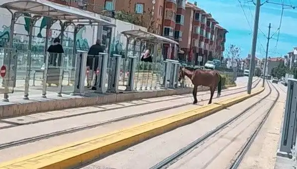 Eskişehir Tramvay Raylarında Başını Sokakta Bulan At: Gözler Norveç’e Takıldı!
